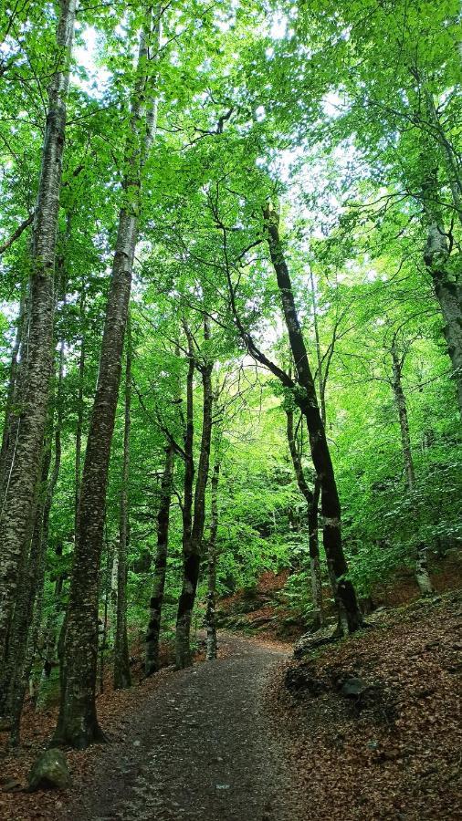 Finger Lakes Treehouse Sodus Ngoại thất bức ảnh